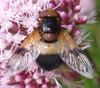 Volucella pellucens